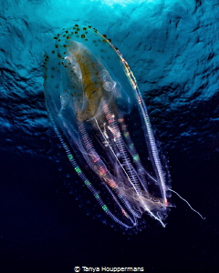 Hypnotic
A comb jelly (~4" long) at Cocos Island, Costa ... by Tanya Houppermans 